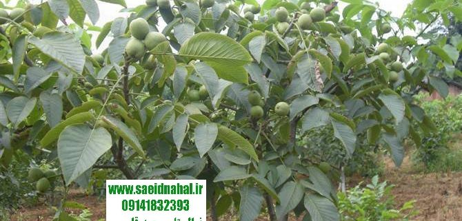 گردو خوشه ای تخم مرغی