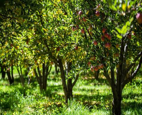 زودبازده ترین درخت میوه |‌ معرفی ۹ رقم از آنها