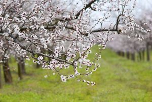 شکوفه درخت بادام و فصل برداشت بادام 