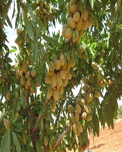 همه چیز درباره نهال بادام ربیع