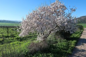 گل دهی نهال بادام اسرائیلی