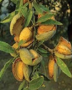 همه چیز درباره نهال بادام دیر گل فرانسه