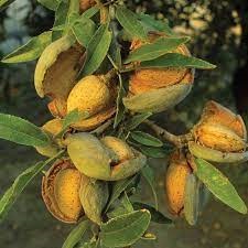 کاغذی