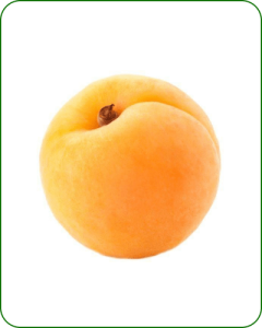 نهال زردآلو پرتقالی
