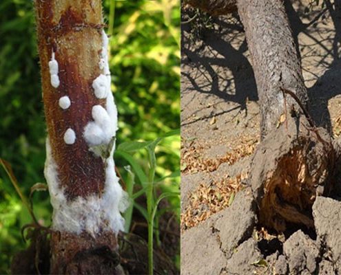 بیماری تنه درخت بادام + اقدامات پیشگیری