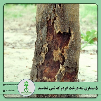 4+1 بیماری تنه درخت گردو که نمی شناسید [علائم، درمان]