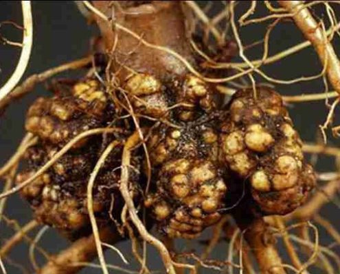 بیماری گال طوقه درخت بادام چیست؟ + راه های پیشگیری و درمان