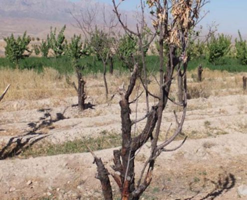 خشک شدن ناگهانی درخت بادام + بررسی عوامل مهم