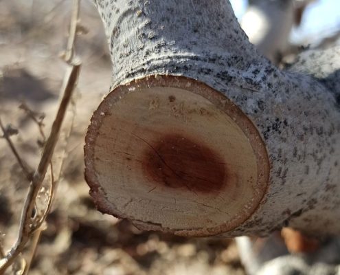 پژمردگی ورتیسیلیوم درخت بادام چیست؟ + راه درمان