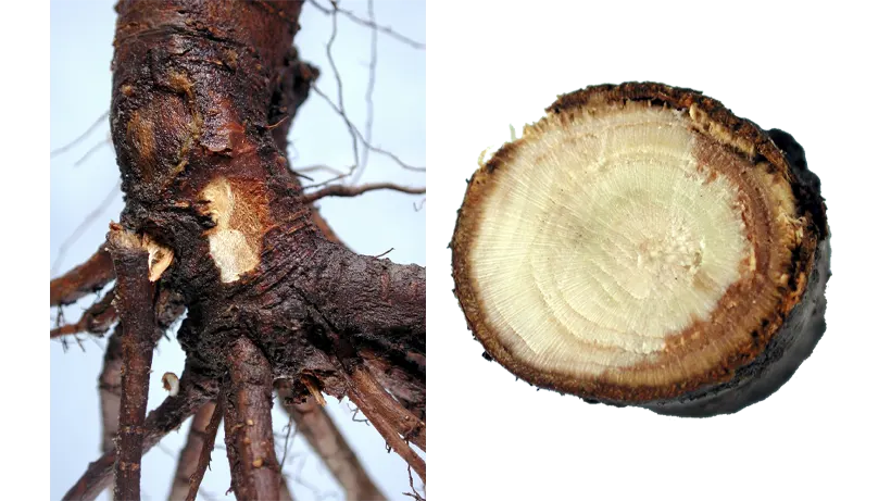برای درمان قارچ ریشه درخت گیلاس چه کار کنیم ؟