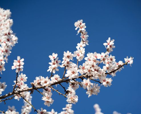 چرا شکوفه درخت گیلاس می ریزد