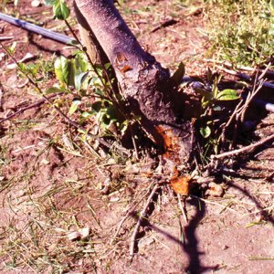 برای درمان قارچ ریشه درخت گیلاس چه کار کنیم ؟