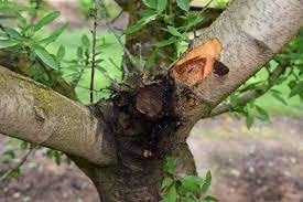 علت خشک شدن درخت بادام در تابستان چیست؟