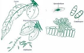 بیماری لکه غربالی بادام درختی + علائم، پیشگیری و درمان