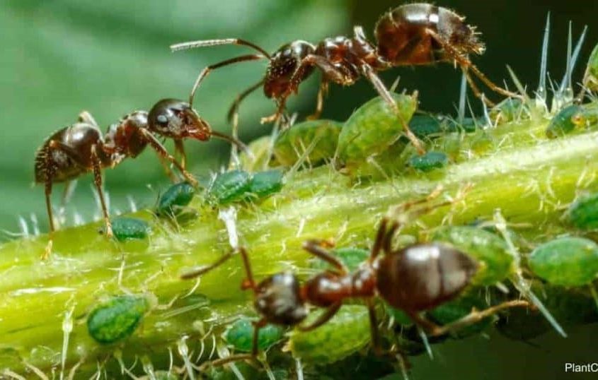 مبارزه با شته و مورچه درخت هلو + روش های پیشگیری و کنترل
