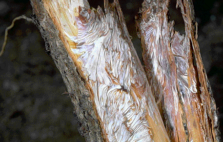 پوسیدگی ریشه قارچ درخت گردو + بررسی علائم، کنترل و درمان