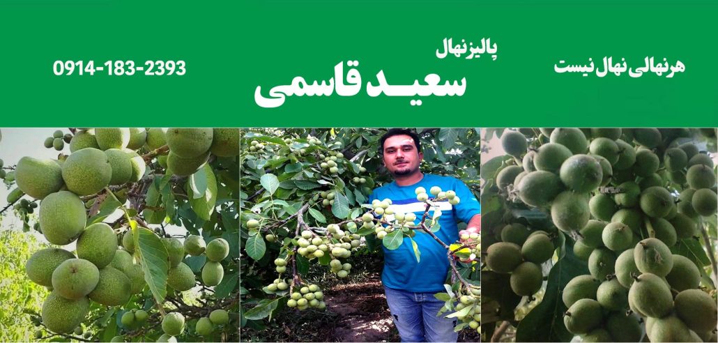 باردهی نهال گردو ژنوتیپ مهندس سعید قاسمی
