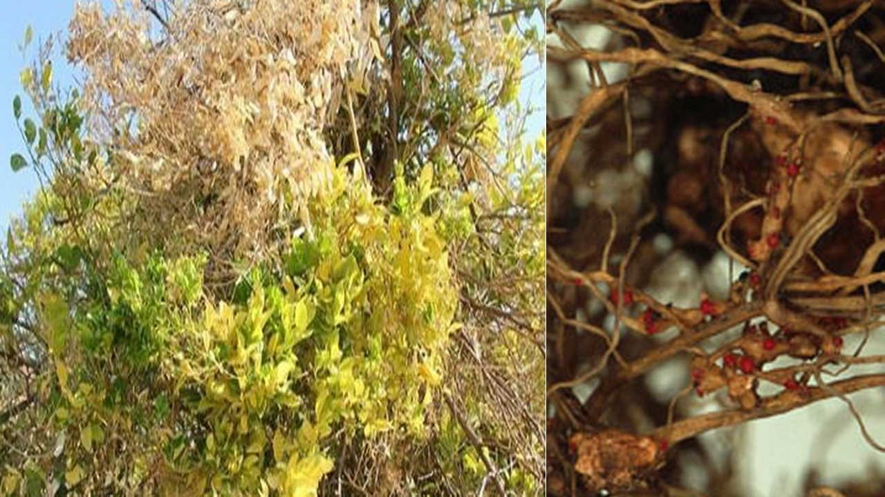 دلایل زرد شدن برگ درخت بادام و راه درمان آن