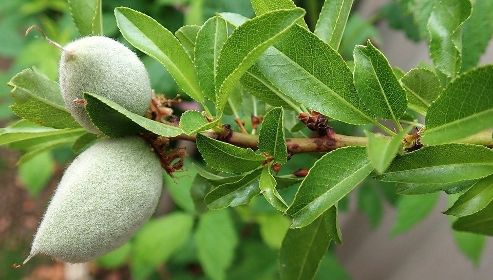 درمان عسلک درخت بادام، بررسی کامل