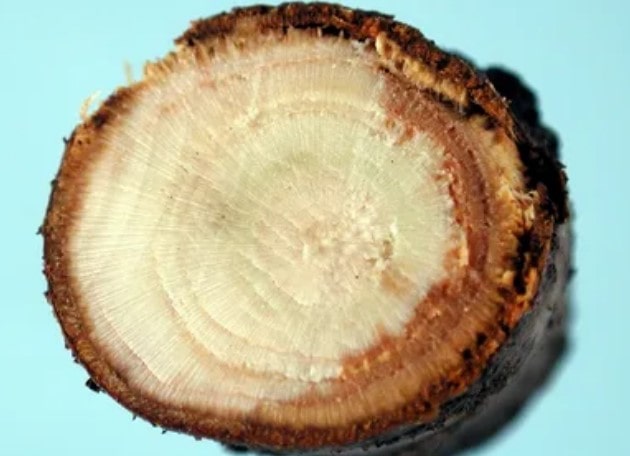 درمان قارچ درخت گردو به روشهای مدرن 2023