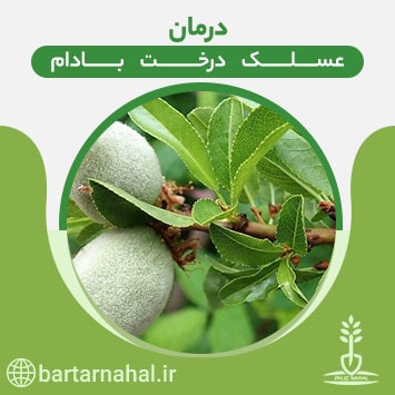 درمان عسلک درخت بادام، بررسی کامل