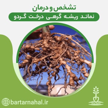 نماتد ریشه گرهی درخت گردو (علائم + شیوه کنترل)
