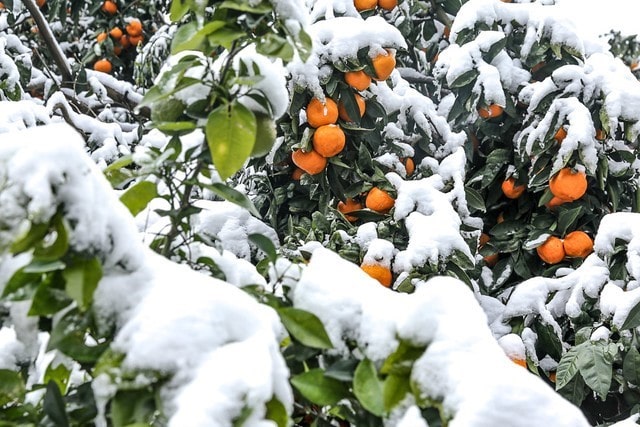 محافظت از درختان میوه در برابر سرمازدگی
