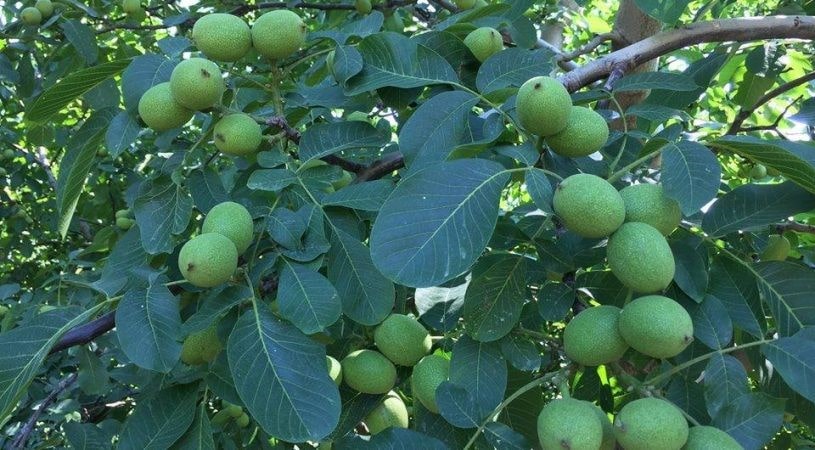 پرسودترین درخت میوه در ایران