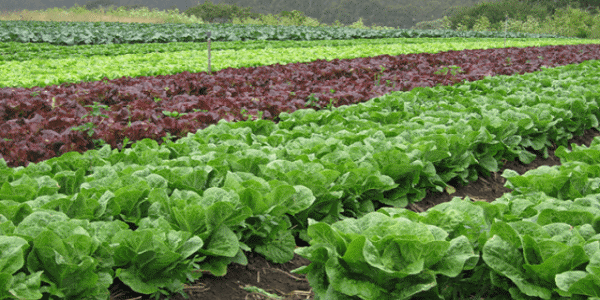 تفاوت اساسی زراعت و باغداری در چیست؟