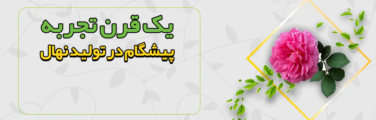 خرید انواع نهال گل محمدی با بهترین قیمت +‌ فروش نهال گل محمدی