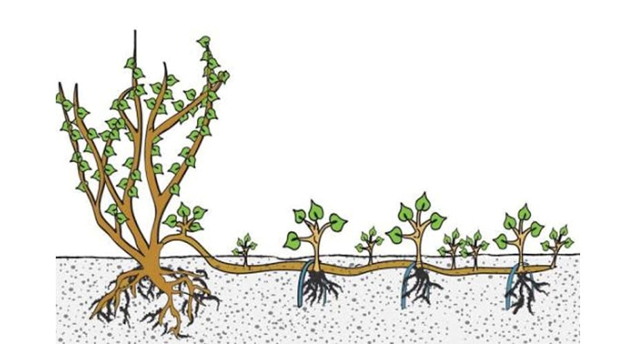 روش‌های تکثیر درخت انگور