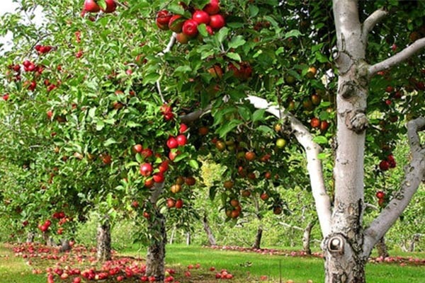 طرز کاشت درخت سیب