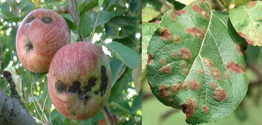فاصله مناسب بین درختان سیب در زمان کاشت