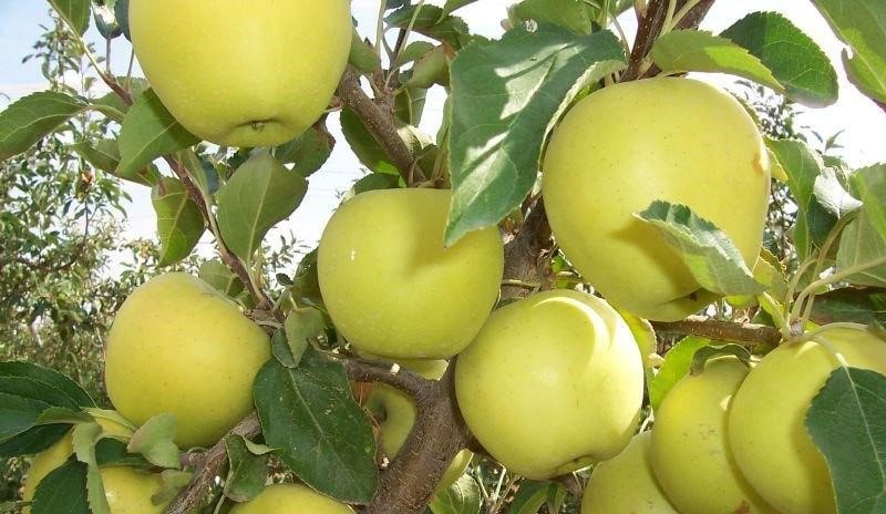 فاصله مناسب بین درختان سیب در زمان کاشت