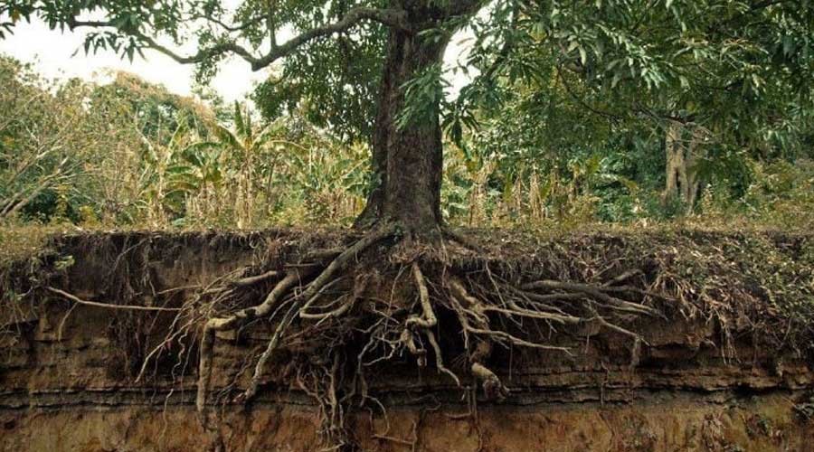 عمق ریشه درخت شلیل و عوامل موثر بر آن