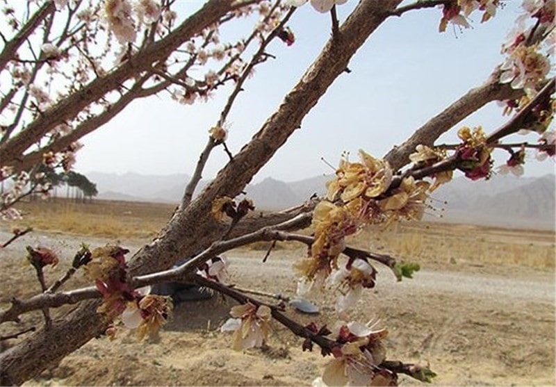 کاشت درخت بادام در مناطق معتدل + بررسی شرایط