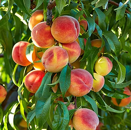 ارزش غذایی میوه هلو را بشناسید (خواص و ویتامین‌های هلو)