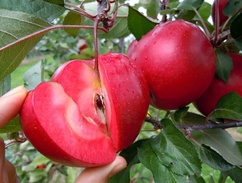 نهال سیب برای مناطق گرمسیر