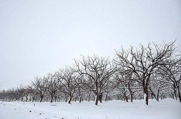 نیاز سرمایی انواع درختان در زمستان و اهمیت آن