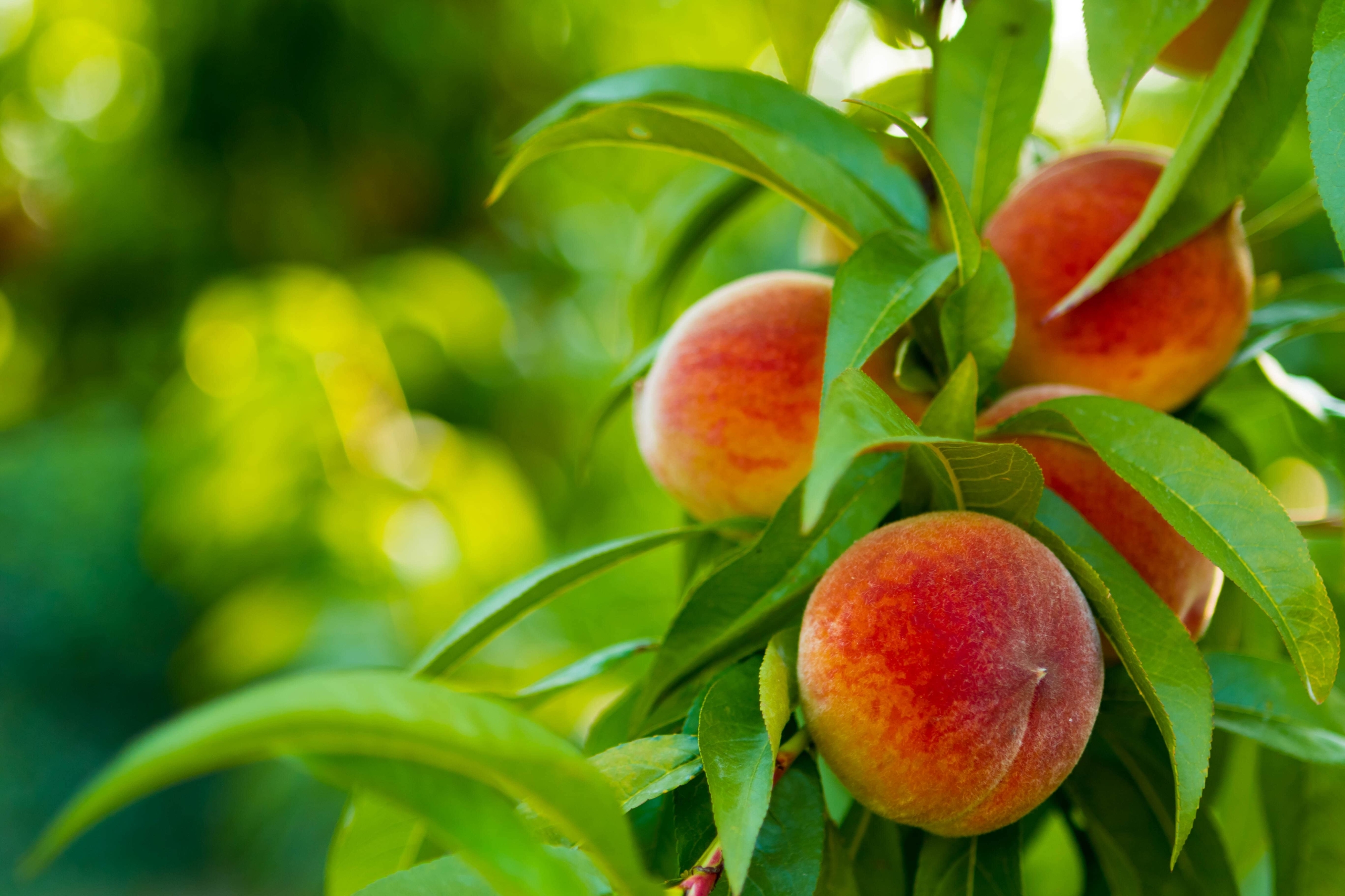 ارزش غذایی میوه هلو را بشناسید (خواص و ویتامین‌های هلو)