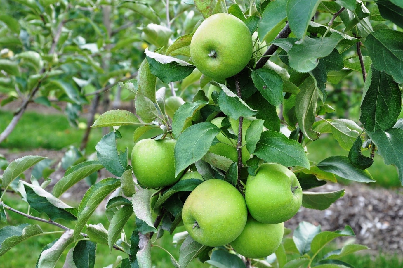 بررسی کامل آفت لیسه درخت سیب (پیشگیری، کنترل و درمان)