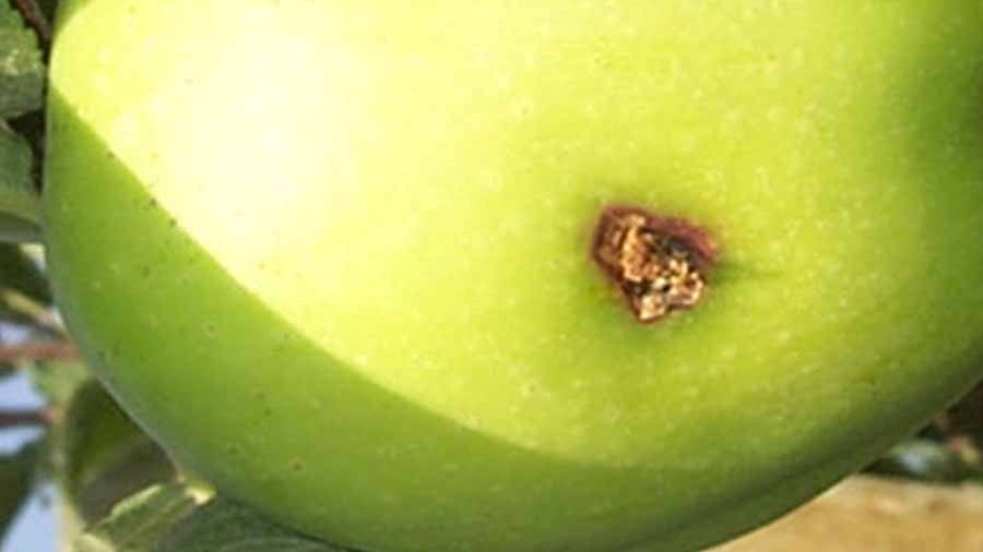 بررسی کامل بیماری آفت کرم سیب ( پیشگیری، کنترل و درمان )