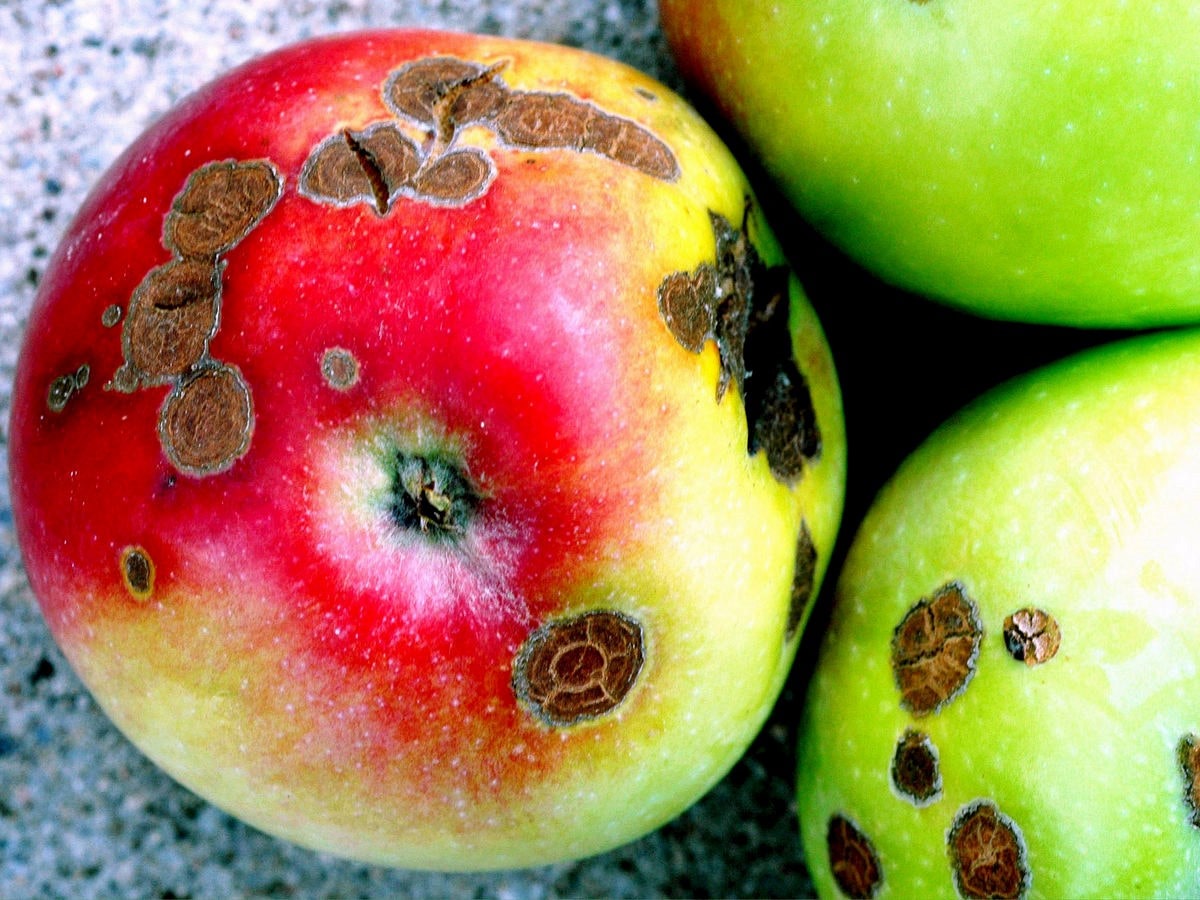 بیماری لکه سیاه درخت سیب و گلابی (کنترل و درمان)