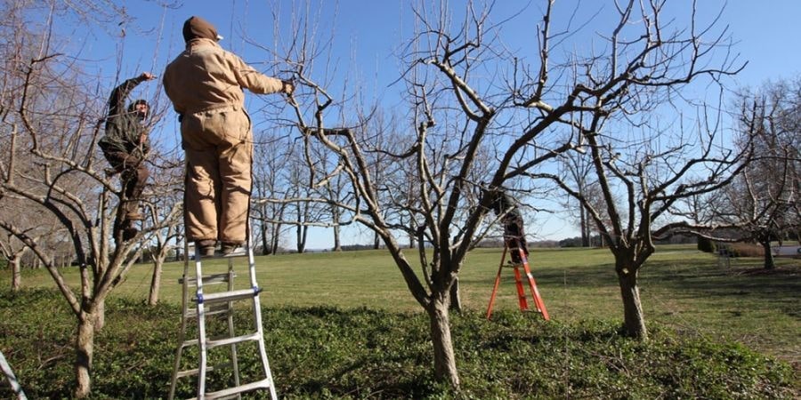 نکات طلایی باغداران متخصص در مورد هرس درخت سیب