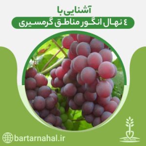4 نهال انگور مناطق گرمسیری