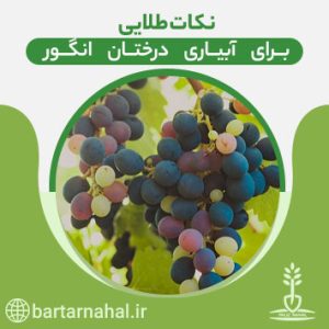 آبیاری درختان انگور