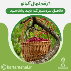 ارقام آلبالو مناطق سردسیر