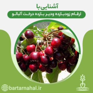 ارقام زودبازده و دیر بازده درخت آلبالو