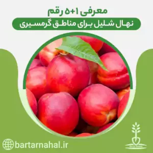 ارقام گرمسیری