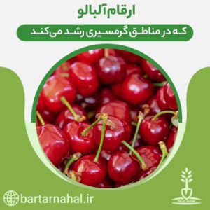 ارقام گرمسیری آلبالو-1